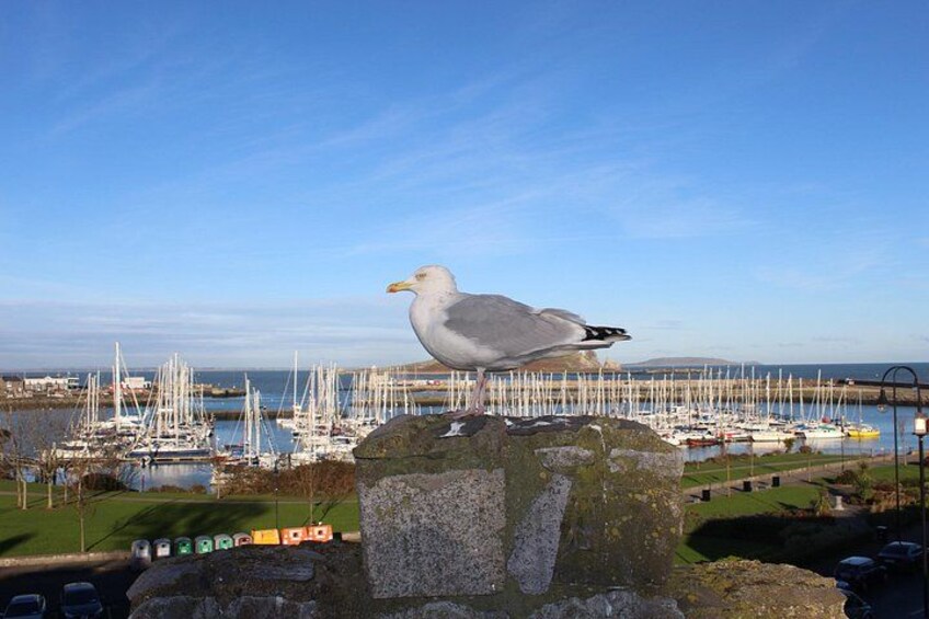 Meet The Seagulls 4
