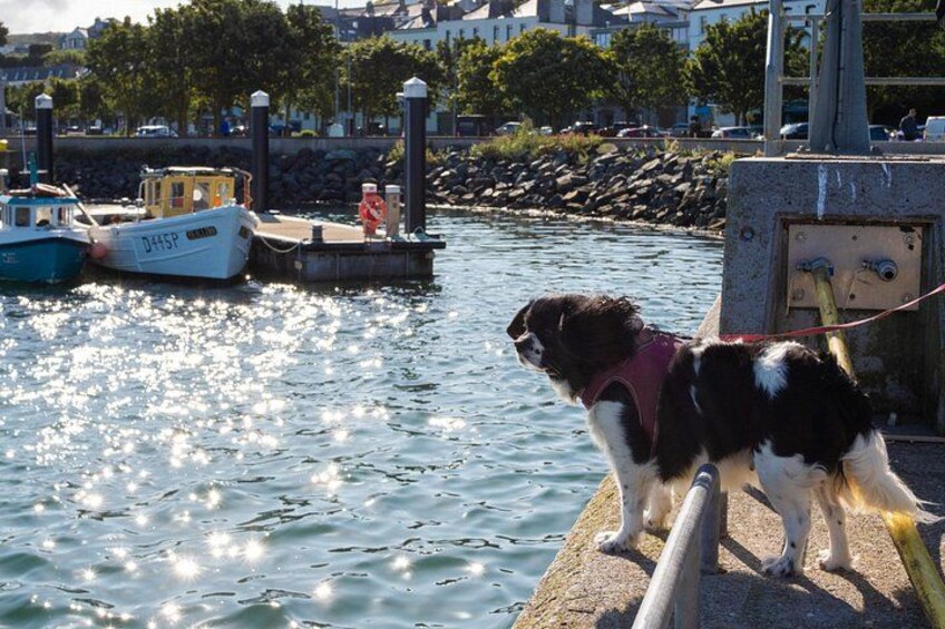 A dog on a dock, a boat, and a waterfront with buildings in the background. 3
