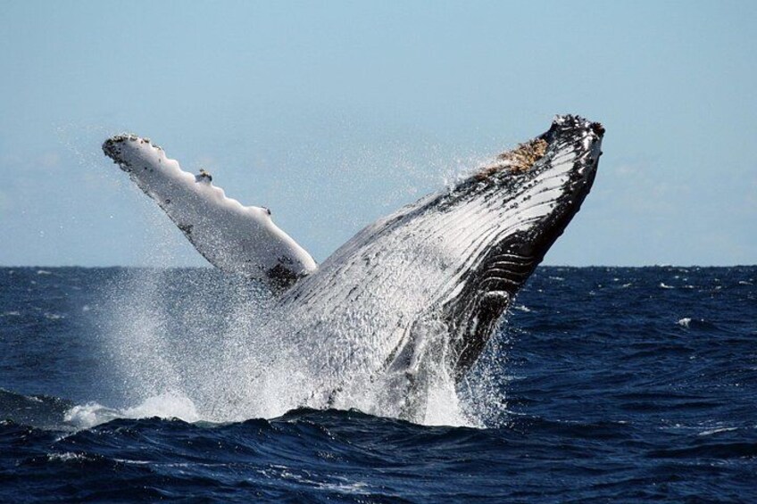 A whale breaching with its tail flukes above water. 4