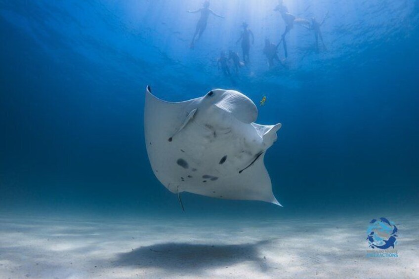 Best of Ningaloo Mantas and More 4
