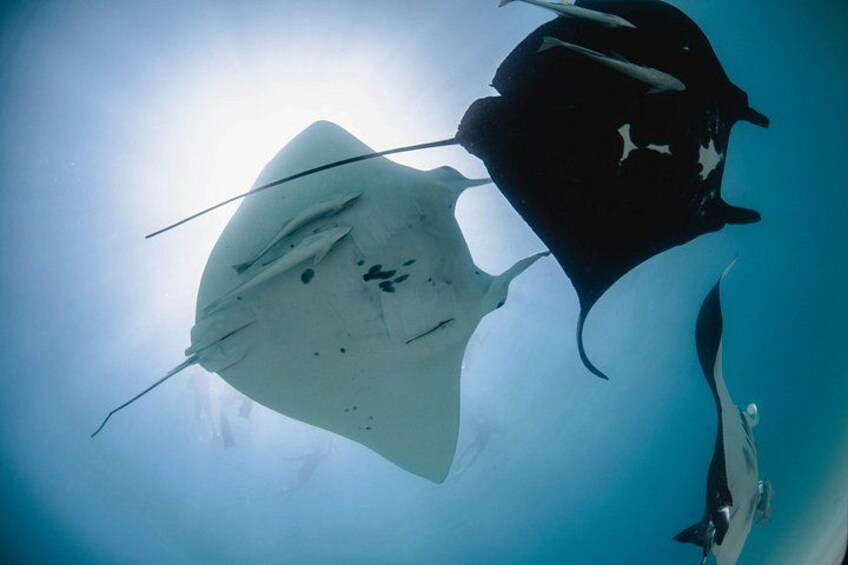 Two manta rays swimming in the ocean. 3