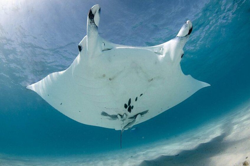 A manta ray swimming underwater. 2