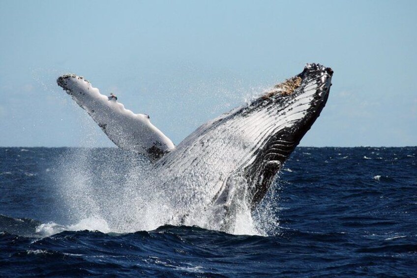 Best of Ningaloo Mantas and More 5