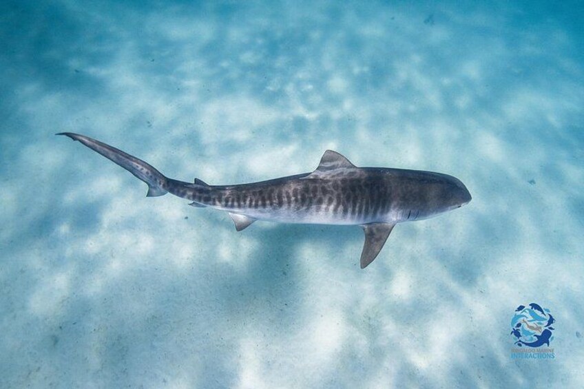 A shark swimming in clear blue water. 5