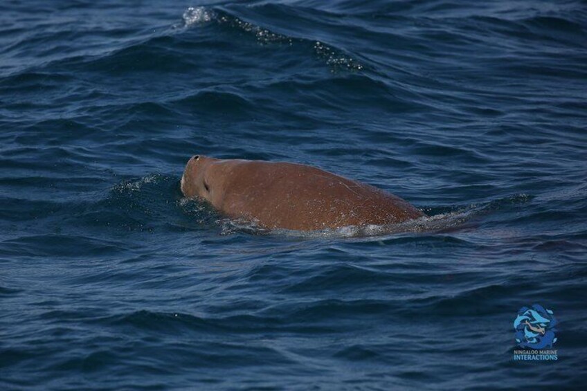 Best of Ningaloo Mantas and More 2