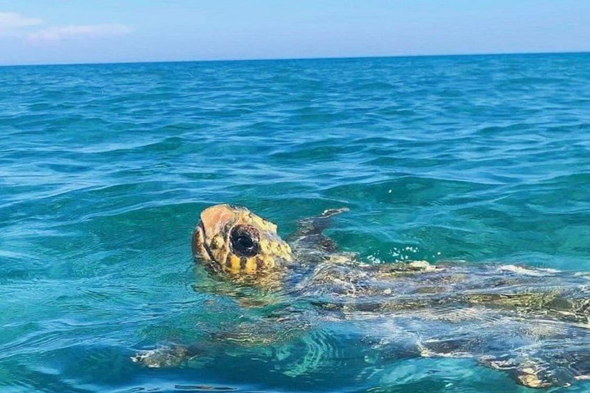 See the turtles 4