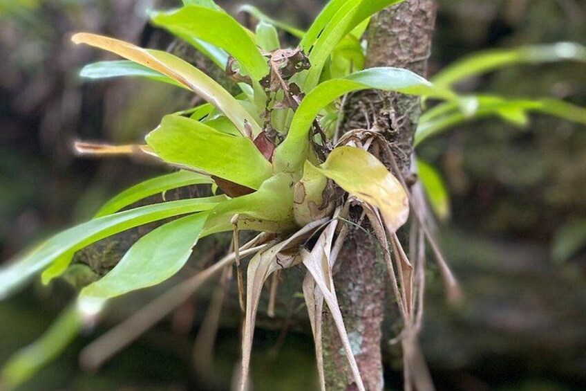 A plant with green leaves and a brown stem. 3