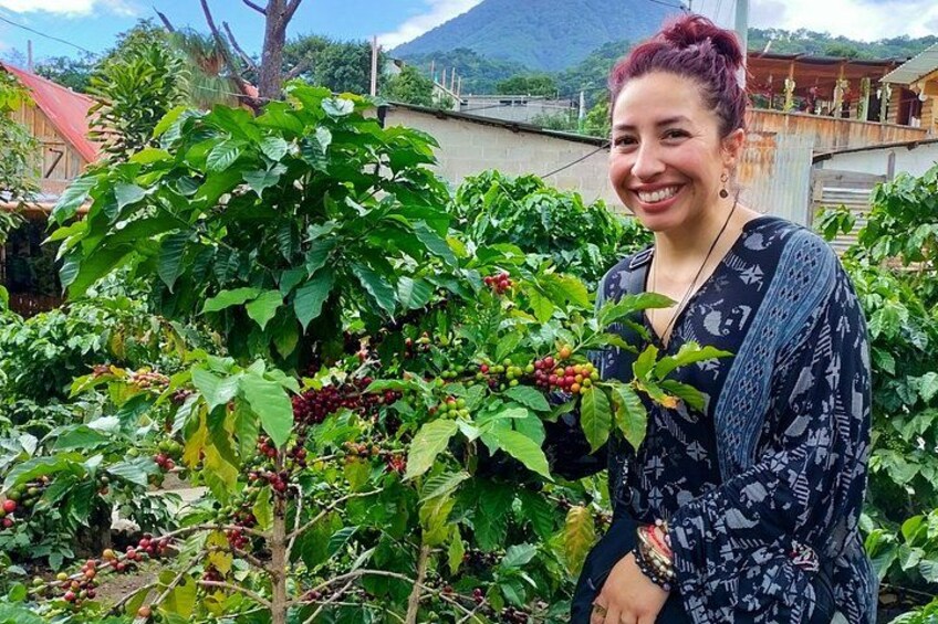 A person standing in front of coffee plants with ripe coffee cherries. 3