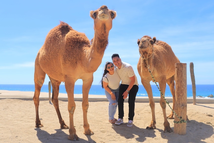 Beach UTV & Camel Ride COMBO in Cabo by Cactus Tours Park 5