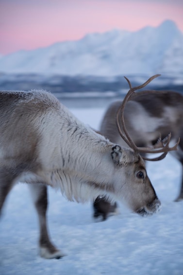 A reindeer with antlers walking on snow with a mountainous background. 4