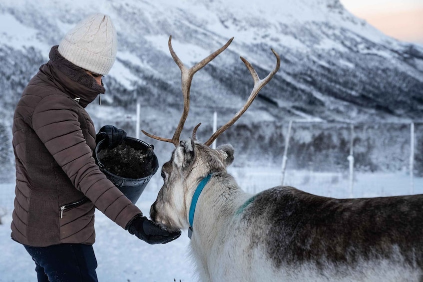 A person feeding a reindeer in a snowy landscape with mountains in the background. 2