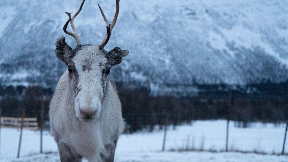 A reindeer with antlers in a snowy landscape. 5