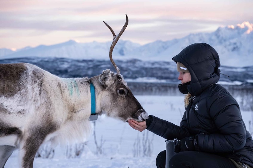 Eine Person in einer schwarzen Jacke füttert einen Rentier mit Geweihen in einer verschneiten Winterlandschaft mit Bergen im Hintergrund. 1
