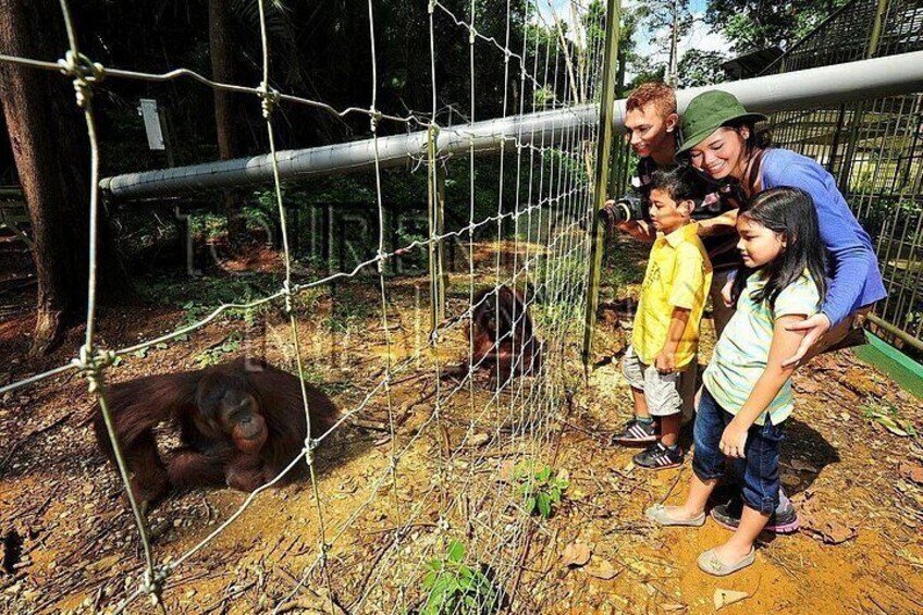 Een groep mensen bekijkt een orang-oetang in een dierentuinverblijf. 5