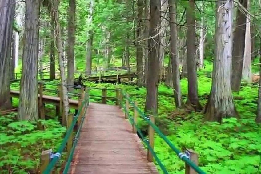 A wooden bridge in a forest with green foliage. 4