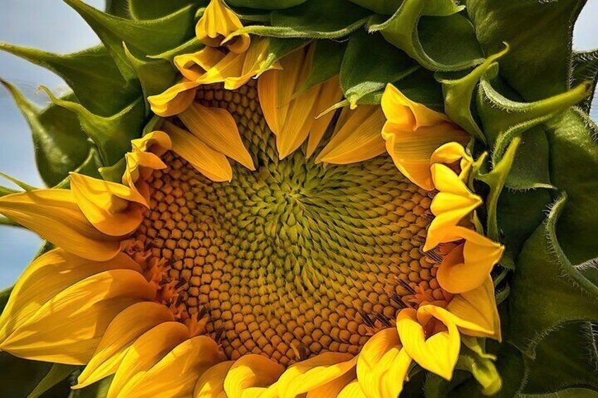 Giant sunflower at the oldest church, San Miguel 2