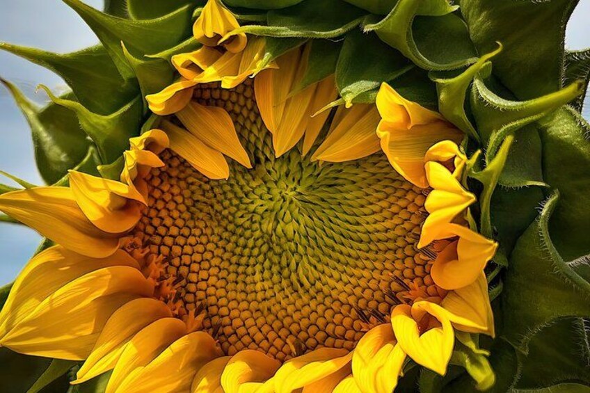 Giant sunflower at the oldest church, San Miguel 2