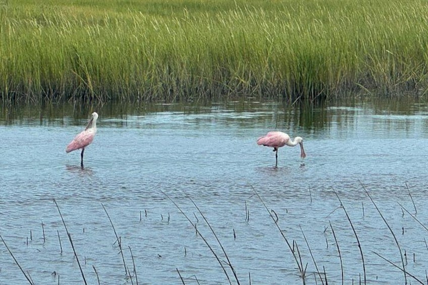 Deux flamants roses se tiennent dans une eau peu profonde, avec de hautes herbes en arrière-plan. 3