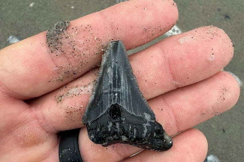 Une main tenant une dent de requin. 4