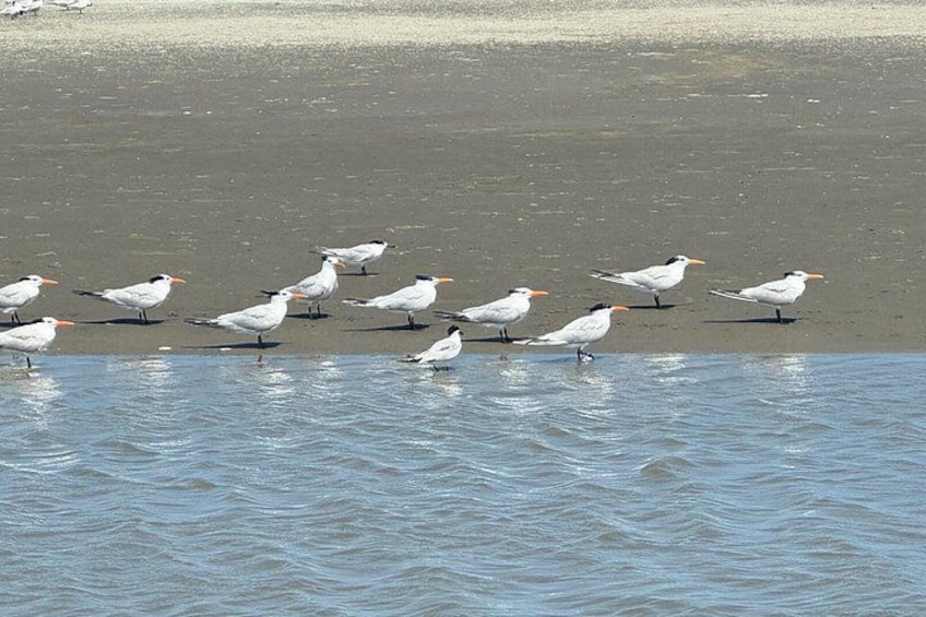 Un groupe d’oiseaux sur une plage de sable, près de l’eau. 5