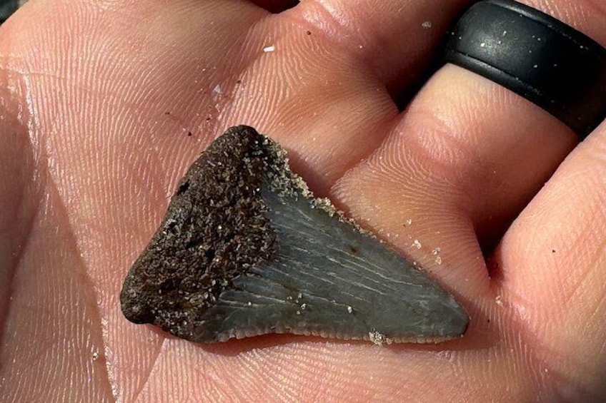 Une main tenant une dent de requin. 2