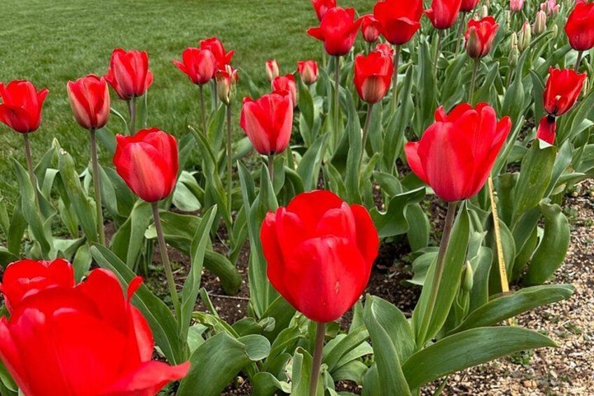 Monticello's spring tulips 3