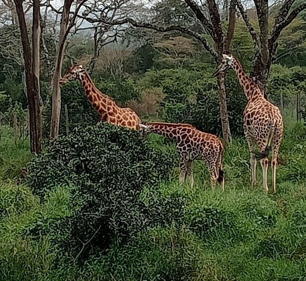 Three giraffes in a grassy area with trees. 2