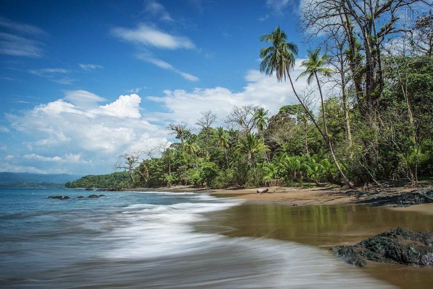 A tropical beach with palm trees, calm water, and a clear sky. 4