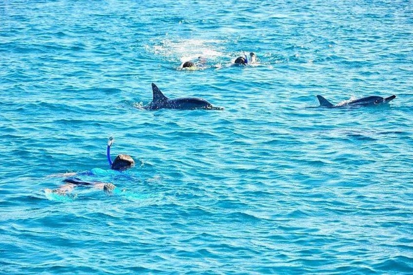 A person swimming with dolphins in the ocean. 1