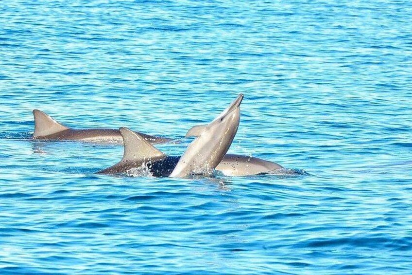 Dolphins swimming in blue water. 4