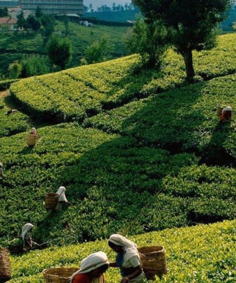 A tea plantation with workers harvesting tea leaves. 3
