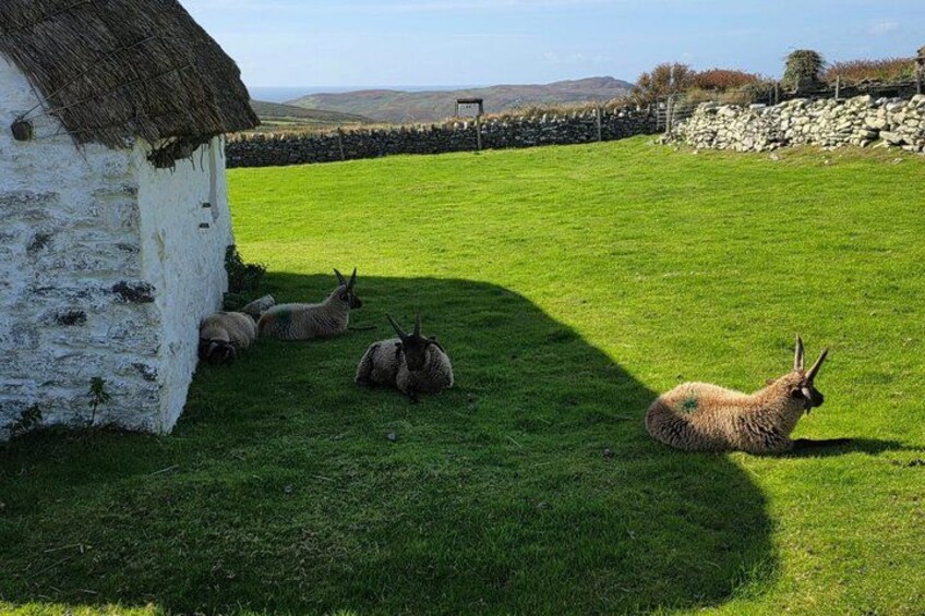 Isle of Man Discovery Tour with experienced Driver Guide 2