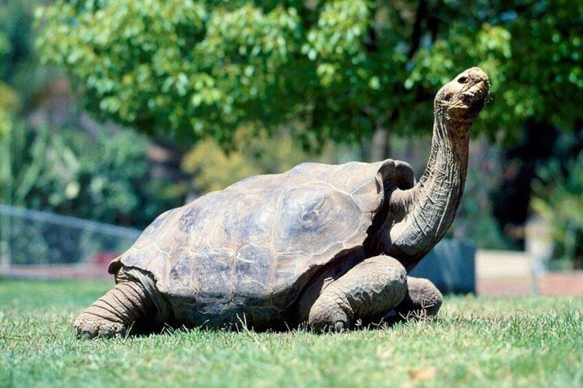 A tortoise on grass with trees in the background. 4