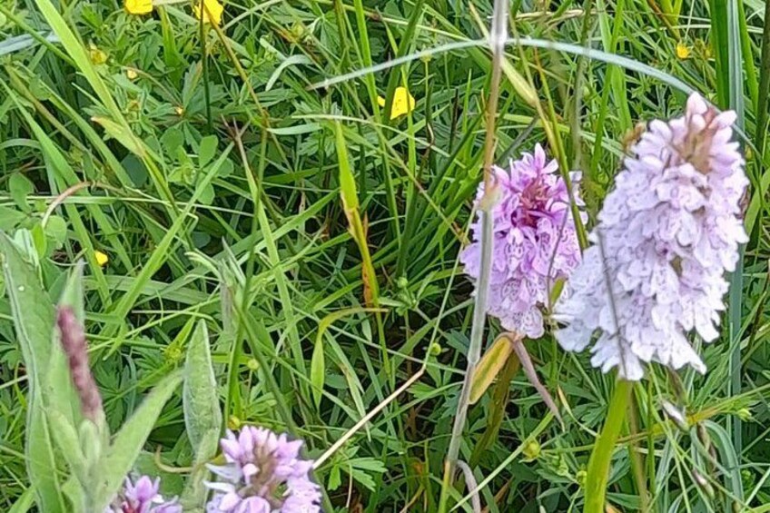 Curragh wetland pink coloured orchids 3