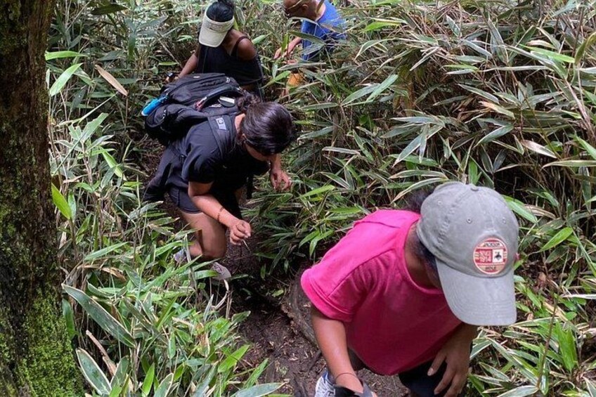 People navigating through dense vegetation in a forested area. 4