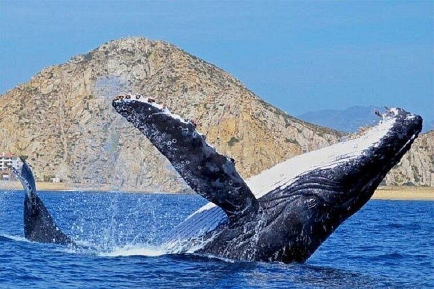 Cabo San Lucas Boat Tour and Snorkel at Pelican Rock 3