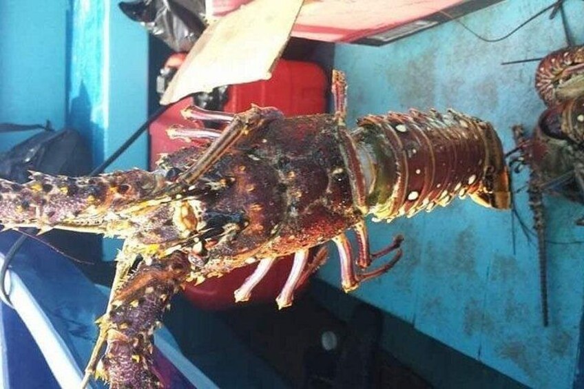 Un cangrejo ermitaño grande exhibido, posiblemente a la venta. 2