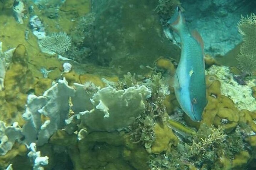A fish swimming near a coral reef. 4