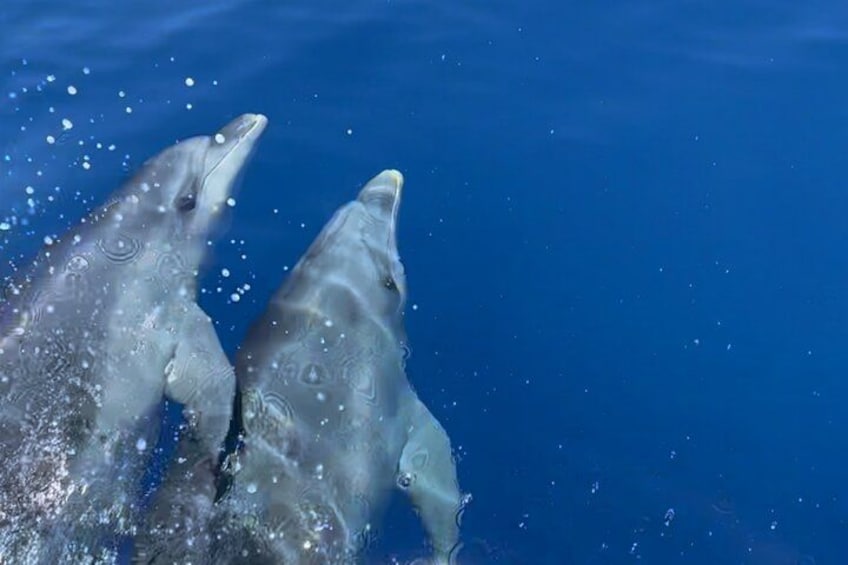 Two dolphins swimming in clear blue water. 4