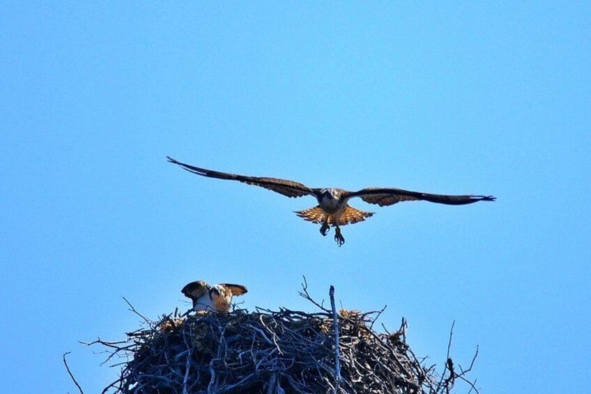 A bird in flight above a nest. 2