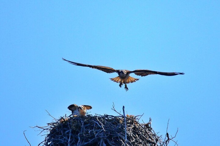 A bird of prey flying over a nest. 3