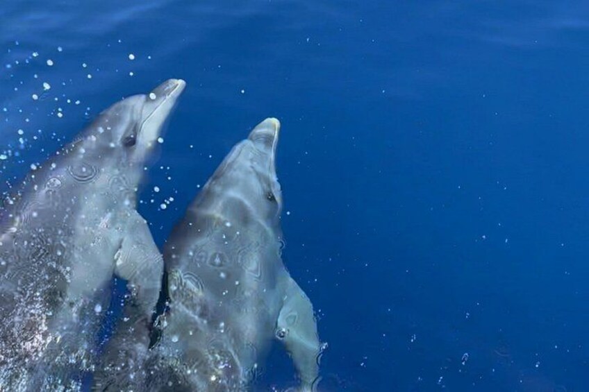 Dolphins 4