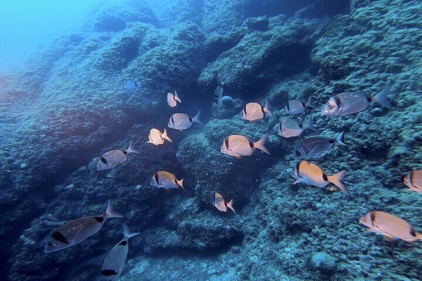 A school of fish swimming near a coral reef. 5