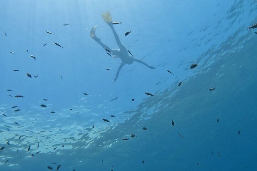 A diver swimming with a school of fish in clear blue water. 2