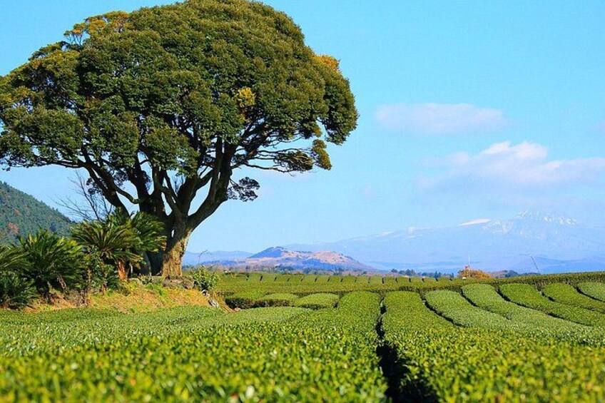 Jeju Island South Unesco Mt Halla One day Bus Tour 3