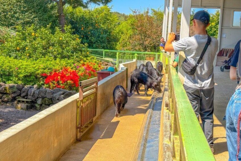 Jeju Island South Unesco Mt Halla One day Bus Tour 4