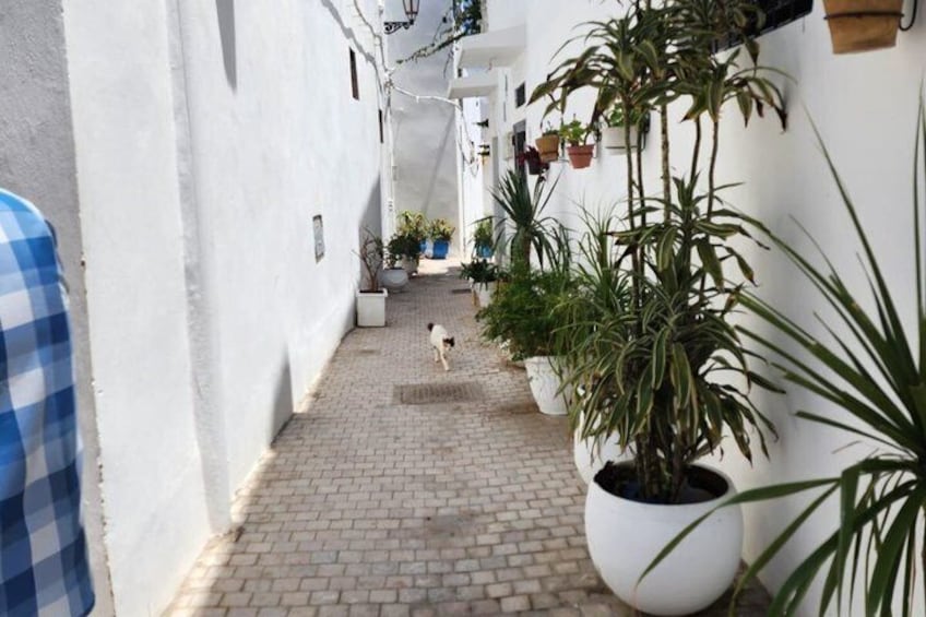 Explore Majestec Rabat: A Perfect Day Trip from Casablanca 3
