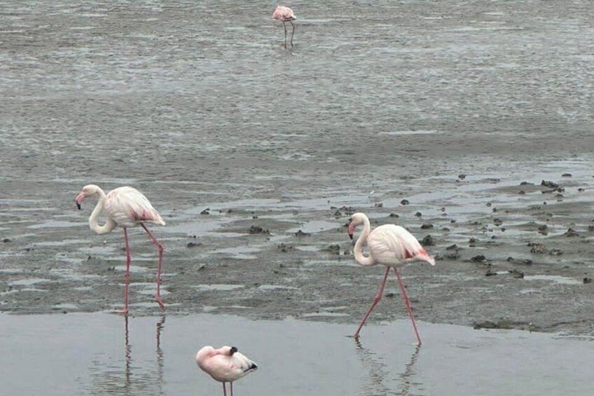 A group of flamingos standing in shallow water. 2