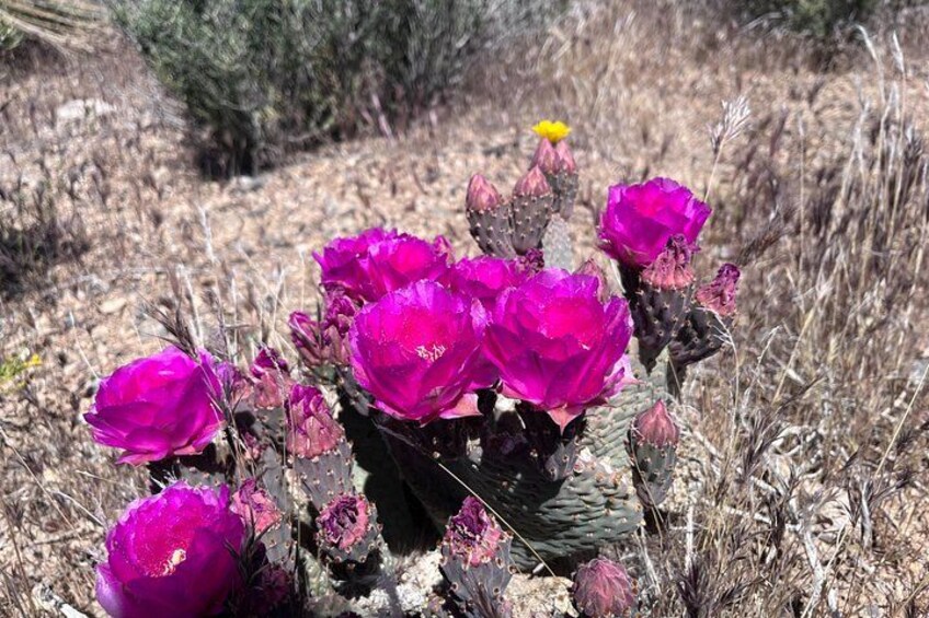 A cactus with vibrant pink flowers in a dry, grassy landscape. 4