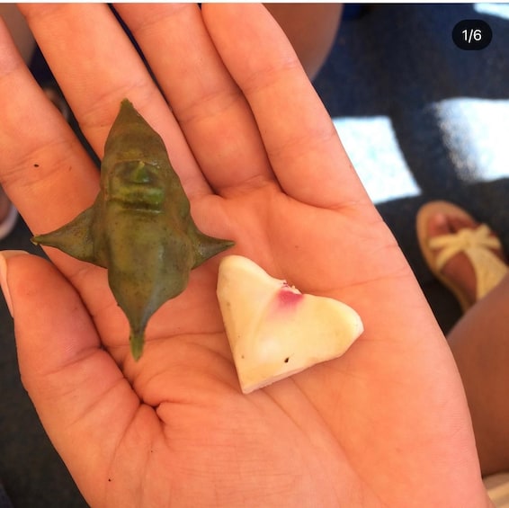A hand holding a star-shaped green leaf and a triangular white object. 5